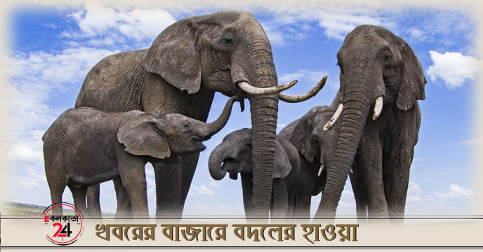 Elephant