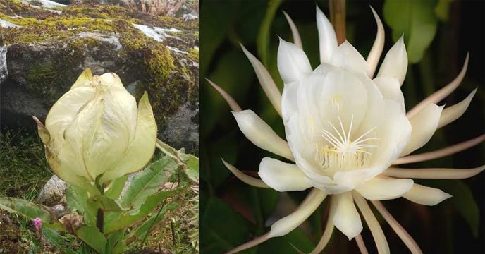 Brahma Kamal flower blooming in Uttarakhand