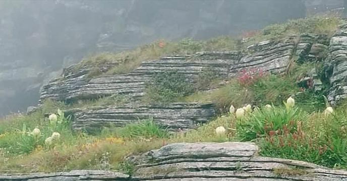 Brahma Kamal flower blooming in Uttarakhand