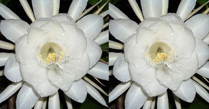 Brahma Kamal flower blooming in Uttarakhand