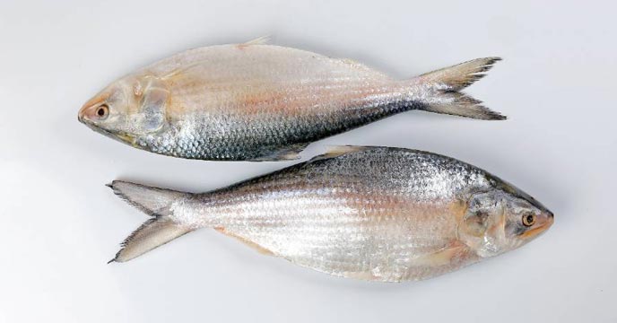 Ilish
