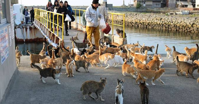 cat island of japan