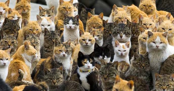 tashirojima cat