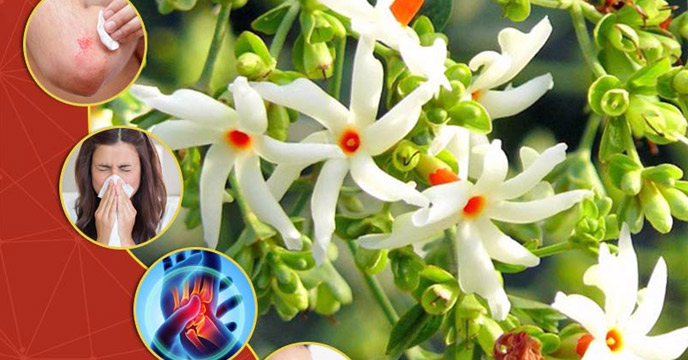 Medicinal Benefits Of Parijat Or Night Jasmin