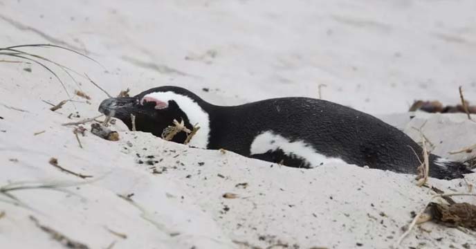 penguin