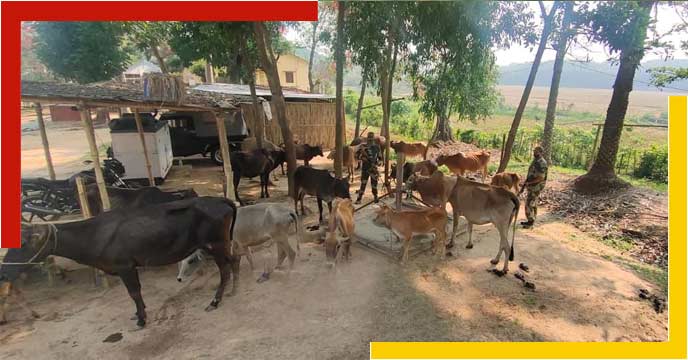 cow smugglers in darjeeling district border with Bangladesh