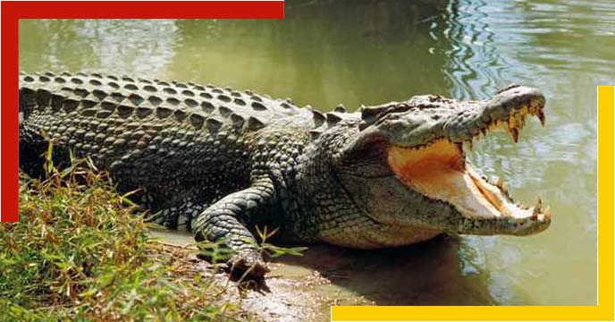 Crocodile