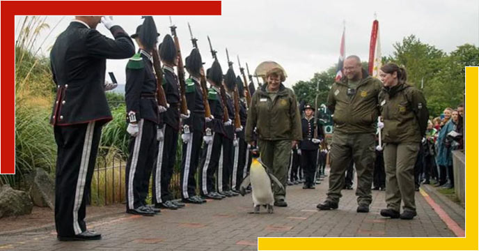 Penguin Has Become A High-Ranking Officer Of The Norwegian Army