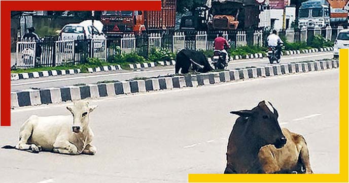 Ambulance service for cattle