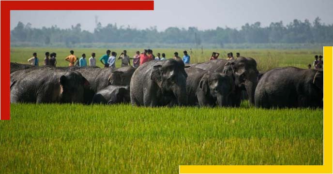 purba-bardhman-dalma-range-elephant