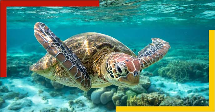 green-sea-turtle