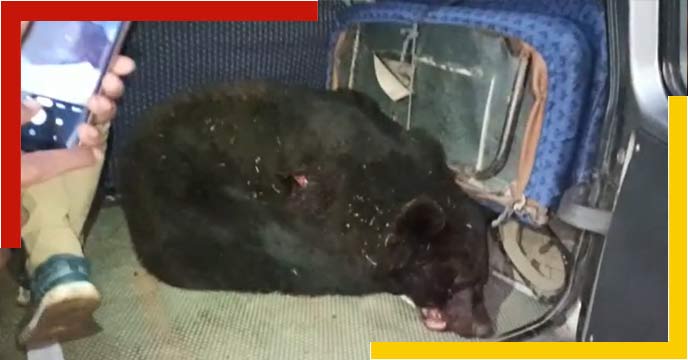 jalpaiguri-bear