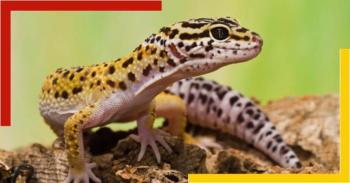 leopard-gecko