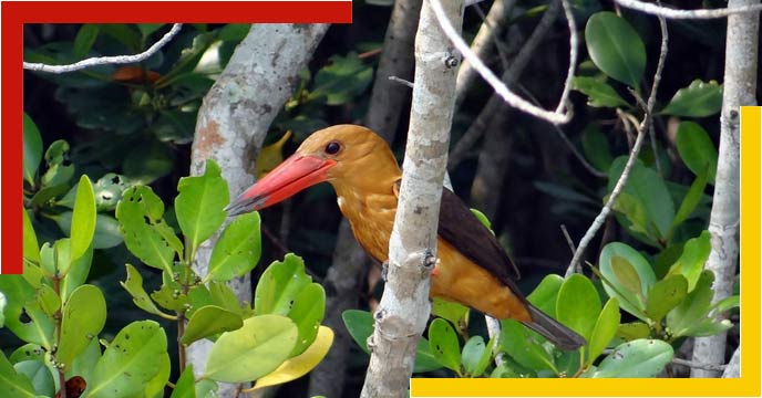 Bird Kingfisher