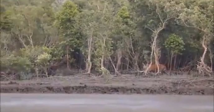 tiger