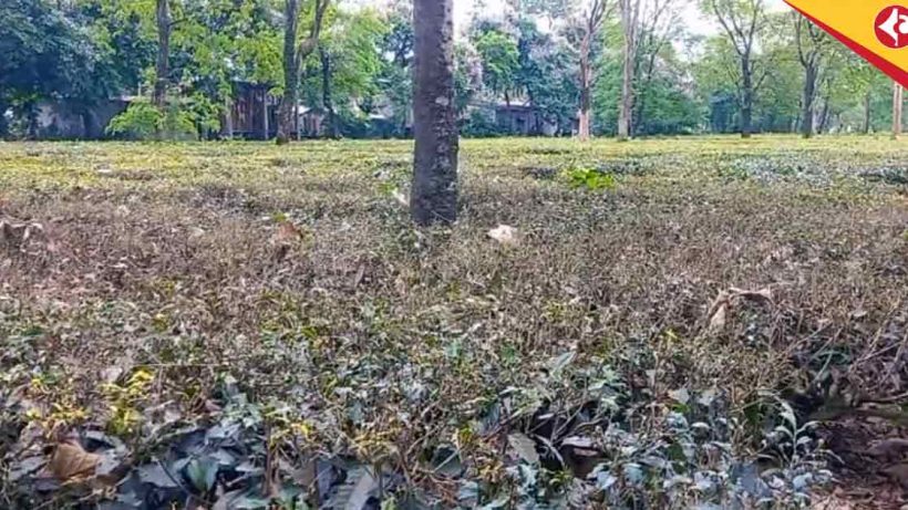 Dooars Tea Gardens: Tea Industry Battles Looper Caterpillar with Innovative Light Trap Solution