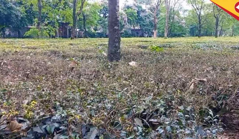 Dooars Tea Gardens: Tea Industry Battles Looper Caterpillar with Innovative Light Trap Solution