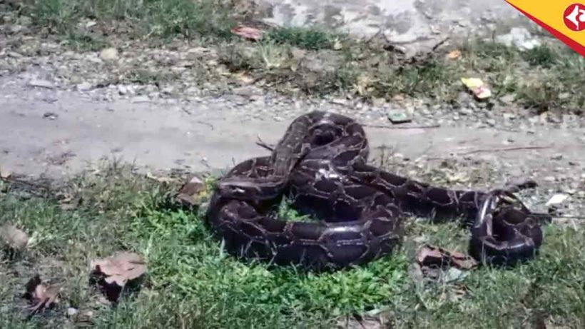 Banarhat in Shock: Huge Python Captured Near Berubag River by Locals
