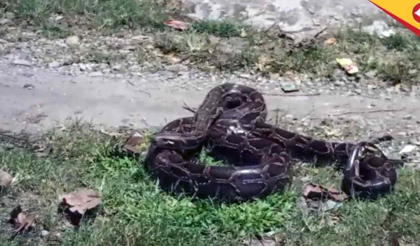 Banarhat in Shock: Huge Python Captured Near Berubag River by Locals